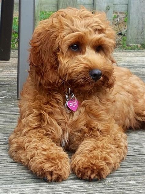 Cockapoo breeders near me - Welcome to Our Website. Your family decided a cockapoo was the perfect puppy for you, but you're now faced with the task of finding the right breeder. The parents of your puppy and their tempermants, how the puppies are raised and their health; these are all concerns that you have. Here at Sugarbear we do our best to meet your expectations-to ...